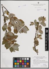 Foto von Salix caprea L.